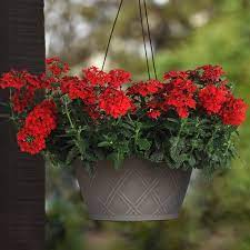 Pin On Containers Garden