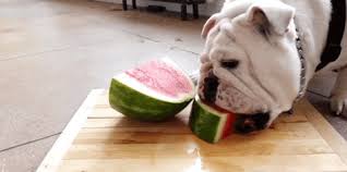 Cats don't have sweet taste receptors because of a tas1r gene mutation. The 13 Cutest Watermelon Gifs You Will Ever See Cooking Panda