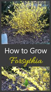 Fast Growing Forsythia Bushes Bring Summer Color To The Garden In 2020 Yellow Perennials Perennial Bushes Forsythia Bush