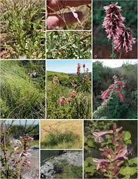 Image result for Syncolostemon elliottii