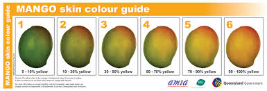 18 Extraordinary Mango Ripening Chart