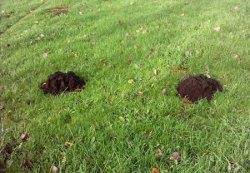 How to get rid of moles in the garden south africa. Control Moles In A Garden Garden Outdoor Lifestyle
