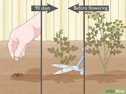 Maybe you would like to learn more about one of these? 12 Easy Ways To Harvest Dill Wikihow