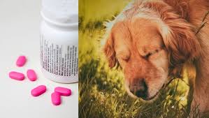 Benadryl For Dogs Dosage Uses And Side Effects Dogtime