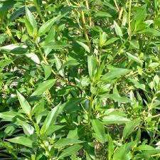 Image result for Myoporum laetum