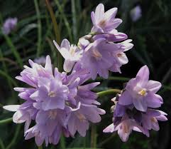 Image result for Dicoma capensis