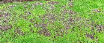 Desperate to get going after months of enforced idleness? How To Get Your Garden Ready For Spring Plant Perfect