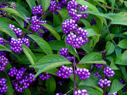 Great ornamental for the bird gardener! American Beautyberry Callicarpa Dichotoma Issai Canada