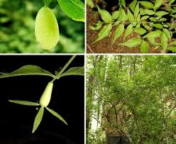 Image result for Bussea xylocarpa