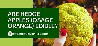 More images for hedge apple edible » Are Hedge Apples Osage Orange Edible And What Are They Good For