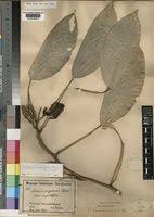 Image result for Culcasia