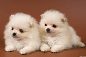 Check spelling or type a new query. Cute Full Screen Wallpapers Top Free Cute Full Screen Backgrounds Wallpaperaccess