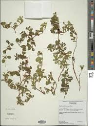 Image result for Dyschoriste albiflora