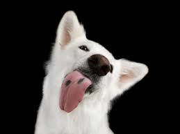 Que Frutas Pueden Comer Los Perros Frutas Que Pueden Y No Comer