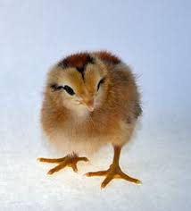 64 Best Baby Chicks By Breed Images Baby Chicks Chicken