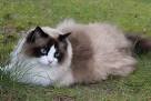 Ragdoll For Sale - Hoobly Classifieds