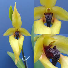 Image result for Satyrium compactum