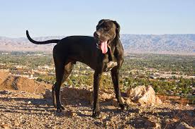 The german shorthaired pointer (gsp) is a medium to large sized breed of dog developed in the 19th century in germany for hunting. A Black German Shorthaired Pointer Photograph By Zandria Muench Beraldo