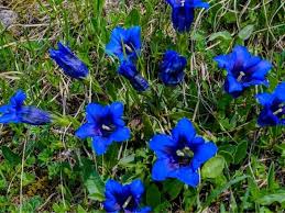 We offer growing tips for 9 popular plants. 13 Gorgeous Flowers That Start With G