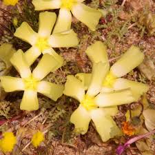 Image result for Grielum