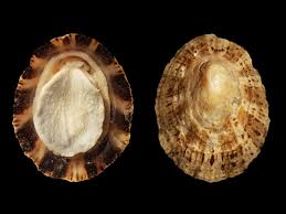 Image result for Patella aspera