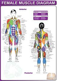 People think because i'm skinny i shouldn't have to workout so much or shouldn't have to watch this one was the most unassumed part of the female bodies that men would find arousing. Muscle Diagram Project Pietrodavico It Ground Conclusion Ground Conclusion Pietrodavico It