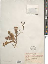 Image result for Synadenium angolense