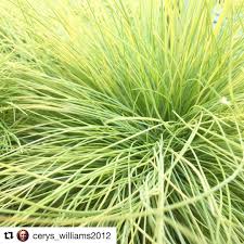 We Love Grasses And This One Is A Cracker Repost Cerys Williams2012 With Repostapp Festuca Golden Toupee Adding Ornamental Grasses Garden Center Garden