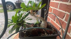 Image result for Euphorbia baylissii