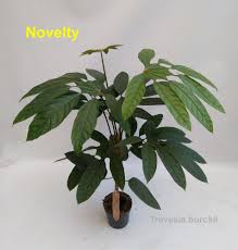 Image result for Trevesia