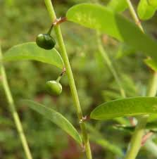 Image result for Phyllanthus pentandrus