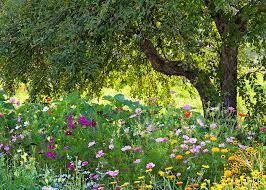 We did not find results for: Apple Tree Border Garden Photograph By Alan L Graham