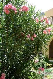 We did not find results for: Taille Du Laurier Rose Quand Et Comment Tous Les Conseils De Culture Des Arbustes Taille Des Arbustes Laurier Rose Idees Jardin