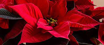 Poinsettia Flower Essay Best Flower Wallpaper
