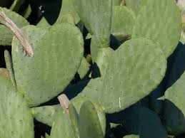Cactus spines are small and thin and not what you would normally expect from a sun shade. Free Images Fruit Leaf Flower Food Green Produce Botany Flora Cactaceae Flowering Plant Opuntia Prickly Pear Cactus Greenhouse Plant Stem Land Plant Thorns Spines And Prickles Hedgehog Cactus Nopal Barbary Fig