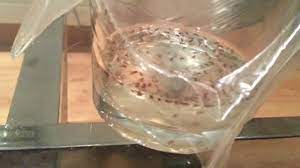 Articles about collection/small spaces on apartment therapy, a lifestyle and interior design community with tips and expert advice on creating happy, healthy homes for everyone. How To Get Rid Of Fruit Flies Easily And Quickly Youtube
