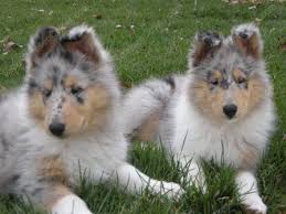 Born may 2 will be ready for their new home june 27. Welcome To Taliesen Collies Of Michigan We Are A Rough Collie Breeder Of Quality Rough Collie Rough Collie Blue Merle Collie Shetland Sheepdog Blue Merle