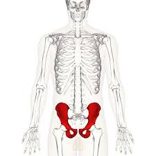 Depending on the situation, with the pelvis in a fixed position the muscles move around the thigh. The Hip Bone Ilium Ischium Pubis Teachmeanatomy