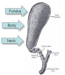 It is sometimes called biliary sludge because it occurs. Gall Bladder Wiktionary