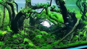 Steven chong is an american from hawaii. Aquascape Planted Tanks Uk Home Facebook