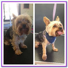 Similar to mobile pet grooming. Mobile Dog Grooming Near Me Yelp 30 Reviews Of Detail Dog Mobile Dog Grooming Highly Recommend Them They Contacted Dog Grooming Dog Groomers Pet Groomers