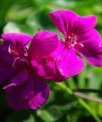 Image result for Geranium vagans