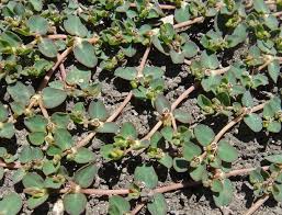 Image result for Euphorbia serpens