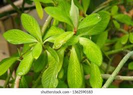 Image result for Synadenium grantii