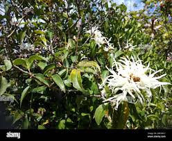 Image result for Trichocladus
