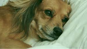 If your dog has a sore throat, there should be a physical cue, such as coughing, gagging, excessive drooling, refusing to eat, fever and obvious discomfort when instead, give your dog soft, wet food that will go down his throat easily and not provide additional irritation. Using Human Medicine To Treat Pets Pet Health A Division Of Women S Health International