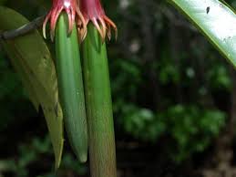 Image result for Bruguiera