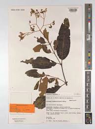 Image result for Hypericum lalandii