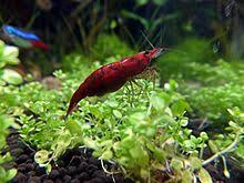 Neocaridina Davidi Wikipedia