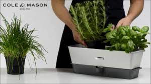 Mkono 3 pack self watering planter african violet pots plastic white flower plant pot with wick rope for all house plants, flowers, herbs, medium. Cole Mason Triple Potted Herb Keeper How To Use Youtube